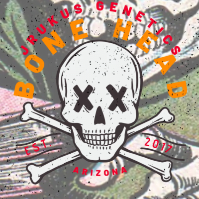 JRUKUS_GENETICS_BONE_HEAD_LUSCIOUS_GENETICS