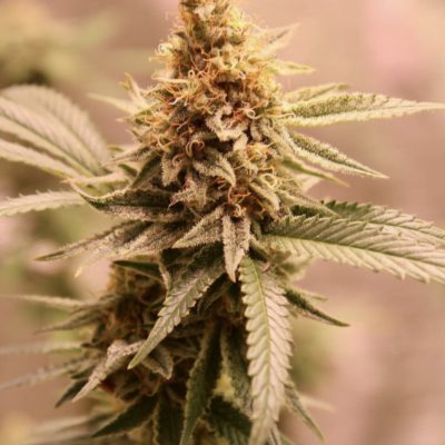 JRUKUS_GENETICS_HOT_DOGGIN_FLOWER_1_LUSCIOUS_GENETICS