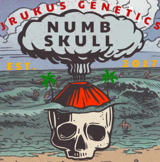 JRUKUS_GENETICS_NUMB_SKULL_LUSCIOUS_GENETICS