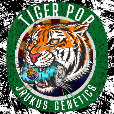 JRUKUS_GENETICS_TIGER_POP_LUSCIOUS_GENETICS