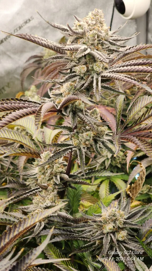 Image #1 from jcswag1776