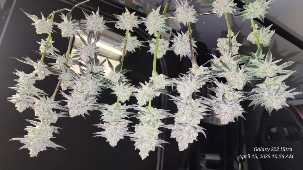 Image #2 from jcswag1776