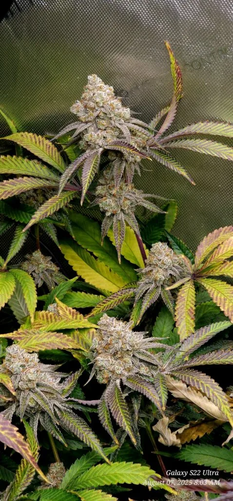 Image #3 from jcswag1776