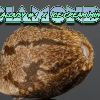 BLASTED_GENETICS_DIAMONDS_1_LUSCIOUS_GENETICS