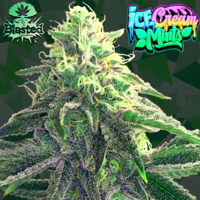BLASTED_GENETICS_ICE_CREAM_MINTS_FLOWER_1_LUSCIOUS_GENETICS