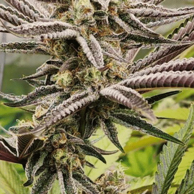 BLASTED_GENETICS_PUNCH_MINTS_FLOWER_1_LUSCIOUS_GENETICS