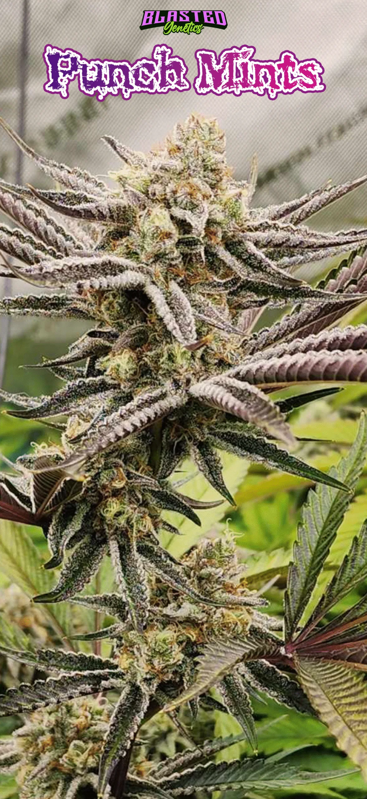 BLASTED_GENETICS_PUNCH_MINTS_FLOWER_1_LUSCIOUS_GENETICS