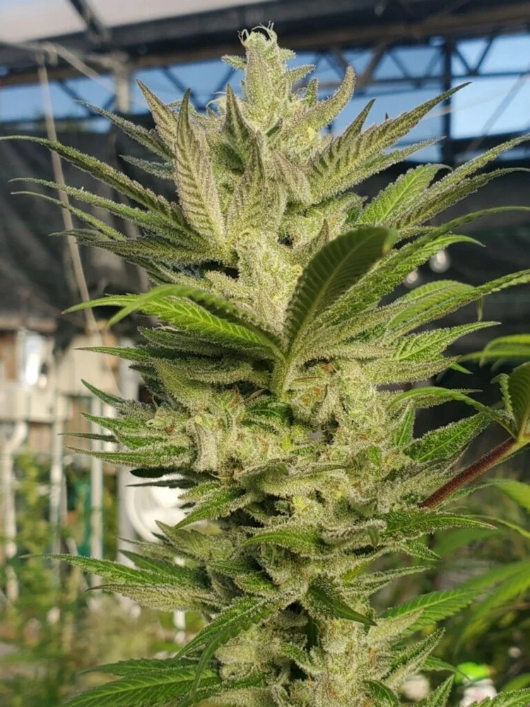 HAWAIIAN_BUDLINE_BLUE_HAWAII_FLOWER_1_LUSCIOUS_GENETICS