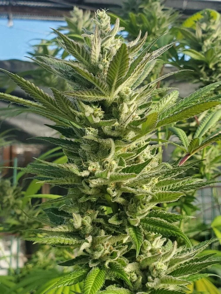 HAWAIIAN_BUDLINE_BLUE_HAWAII_FLOWER_2_LUSCIOUS_GENETICS