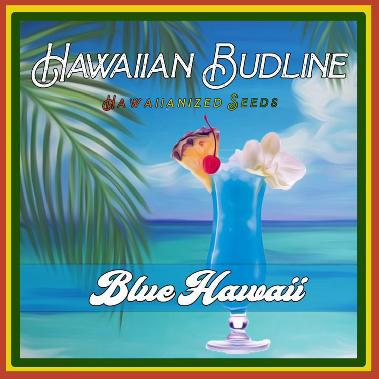 HAWAIIAN_BUDLINE_BLUE_HAWAII_LUSCIOUS_GENETICS