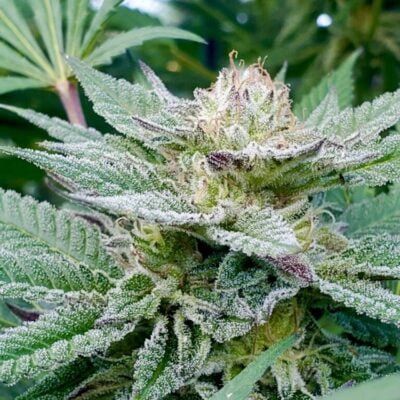 HAWAIIAN_BUDLINE_JAM_BERRY_OG_FLOWER_2_LUSCIOUS_GENETICS