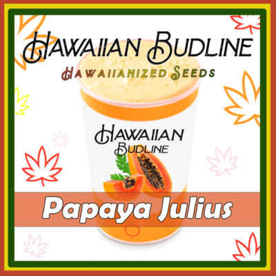 HAWAIIAN_BUDLINE_PAPAYA_JULIUS_LUSCIOUS_GENETICS