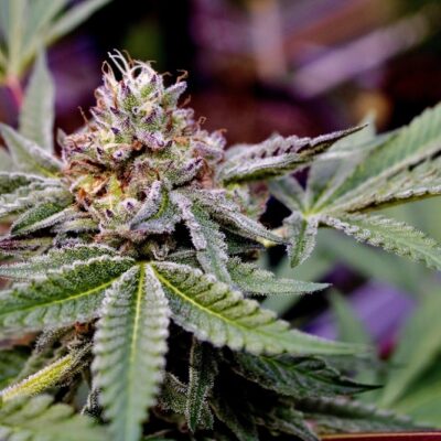 HAWAIIAN_BUDLINE_PEANUT_BRADDA_FLOWER_2_LUSCIOUS_GENETICS