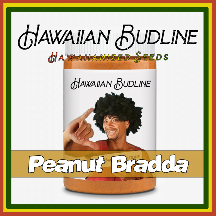 HAWAIIAN_BUDLINE_PEANUT_BRADDA_LUSCIOUS_GENETICS