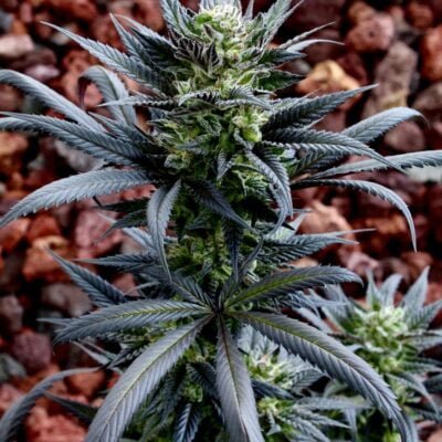 HAWAIIAN_BUDLINE_PURP-PAYA_FLOWER_1_LUSCIOUS_GENETICS