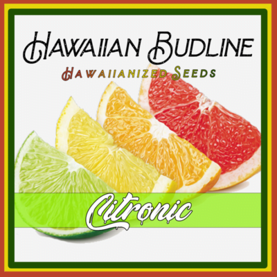 HAWAIIAN_BUDLINE_STRAIN_CITRONIC_LUSCIOUS_GENETICS