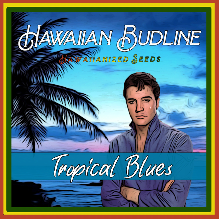 HAWAIIAN_BUDLINE_TROPICAL_BLUES_LUSCIOUS_GENETICS