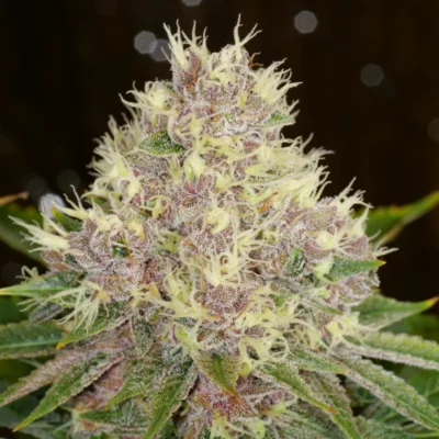 MASS_MEDICAL_STRAINS_GRAPE_LSD_FLOWER_1_LUSCIOUS_GENETICS