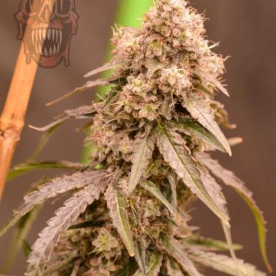 Mass Medical Strains Old Smuggler