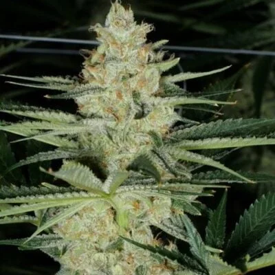 Mass Medical Strains Super Lemon Pupil