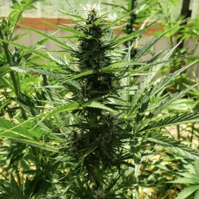 CAPTAIN_PLANTIT_CHEESE_AND_WINE_FLOWER_1_LUSCIOUS_GENETICS