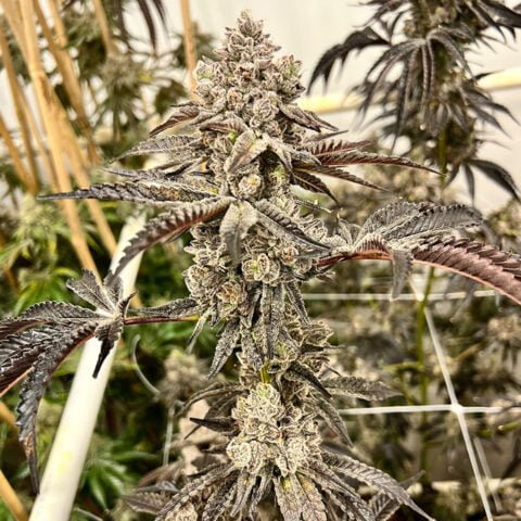 Exotic Genetix Grand Master Sexy (F) - Luscious Genetics