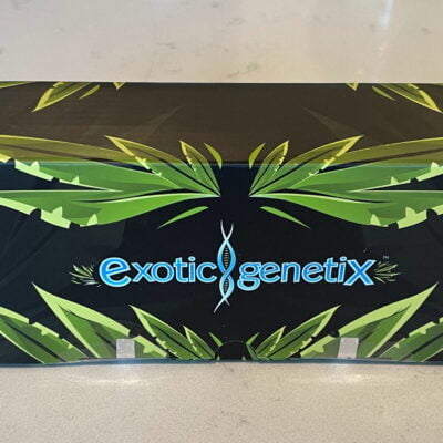 EXOTIC_GENETIX_SCOTTY_2_HOTTY_ROUND_2_SIGNATURE_BOX_LUSCIOUS_GENETICS