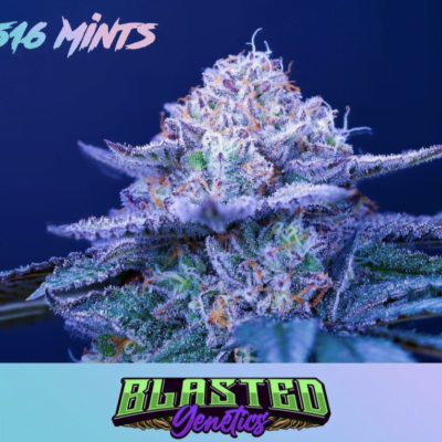BLASTED_GENETICS_4516_MINTS_FLOWER_1_LUSCIOUS_GENETICS
