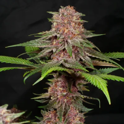MASS_MEDICAL_STRAINS_INDIGO_PUPIL_FLOWER_1_LUSCIOUS_GENETICS