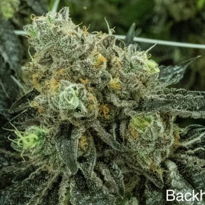 NUTHIN_BUT_GAS_SEED_CO_BACKHAND_FLOWER_1_LUCSIOUS_GENETICS