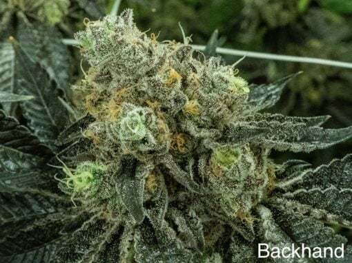 NUTHIN_BUT_GAS_SEED_CO_BACKHAND_FLOWER_1_LUCSIOUS_GENETICS