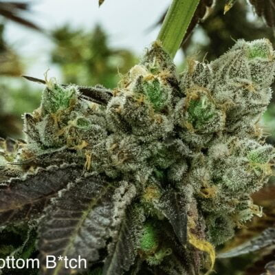 NUTHIN_BUT_GAS_SEED_CO_BOTTOM_BITCH_FLOWER_1_LUSCIOUS_GENETICS