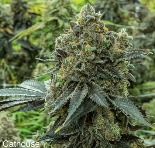 NUTHIN_BUT_GAS_SEED_CO_CATHOUSE_FLOWER_1_LUSCIOUS_GENETICS