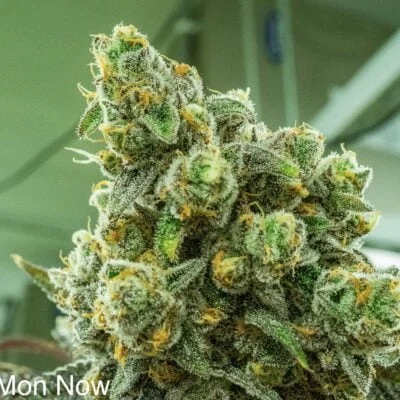 NUTHIN_BUT_GAS_SEED_CO_CMON_NOW_FLOWER_1_LUSCIOUS_GENETICS