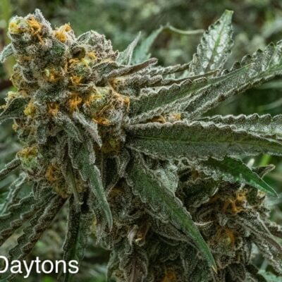 NUTHIN_BUT_GAS_SEED_CO_GOLD_DATONS_FLOWER_1_LUSCIOUS_GENETICS