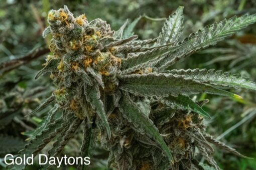 NUTHIN_BUT_GAS_SEED_CO_GOLD_DATONS_FLOWER_1_LUSCIOUS_GENETICS