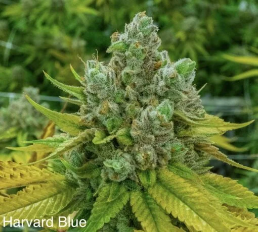 NUTHIN_BUT_GAS_SEED_CO_HARVARD_BLUE_FLOWER_1_LUCSIOUS_GENETICS