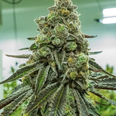 NUTHIN_BUT_GAS_SEED_CO_ICEBERG_SLIM_FLOWER_1_LUSCIOUS_GENETICS