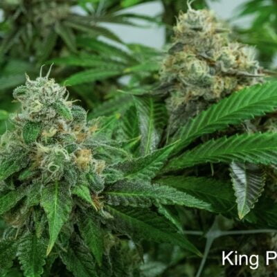 NUTHIN_BUT_GAS_SEED_CO_KING_POLE_FLOWER_1_LUSCIOUS_GENETICS
