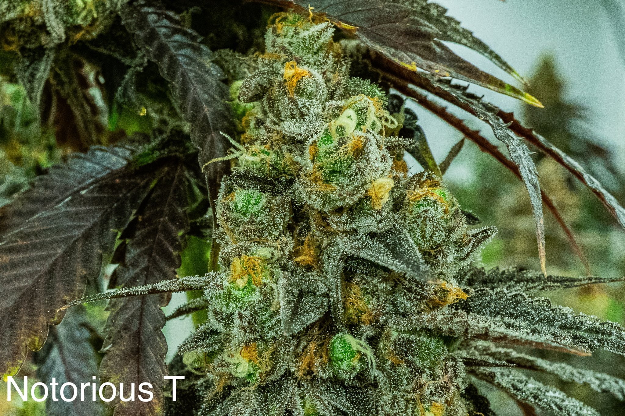 NUTHIN_BUT_GAS_SEED_CO_NOTORIOUS_T_FLOWER_1_LUSCIOUS_GENETICS