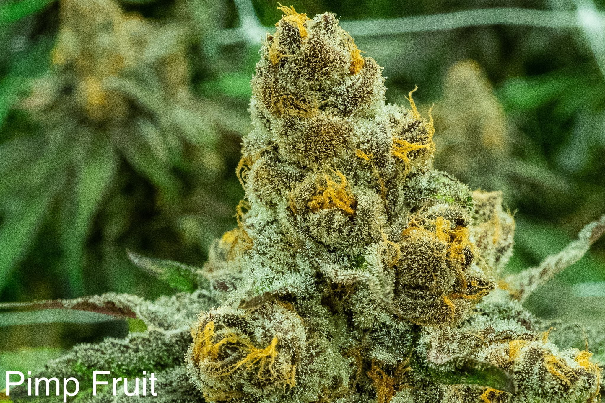 NUTHIN_BUT_GAS_SEED_CO_PIMP_FRUIT_FLOWER_1_LUSCIOUS_GENETICS