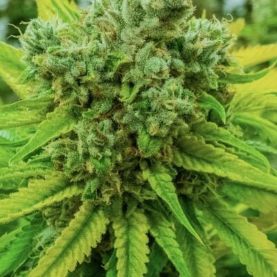 NUTHIN_BUT_GAS_SEED_CO_PIMP_JUICE_FLOWER_1_LUSCIOUS_GENETICS
