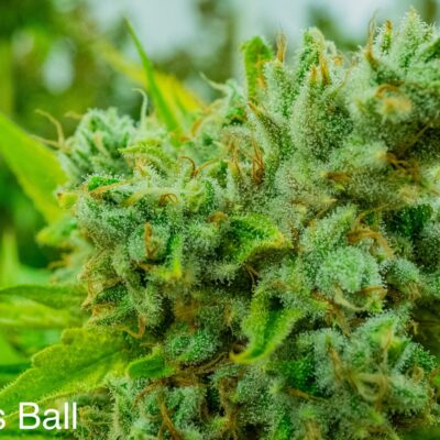 NUTHIN_BUT_GAS_SEED_CO_PLAYAS_BALL_FLOWER_1_LUSCIOUS_GENETICS