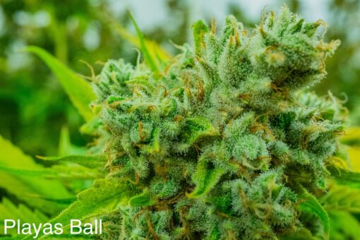 NUTHIN_BUT_GAS_SEED_CO_PLAYAS_BALL_FLOWER_1_LUSCIOUS_GENETICS