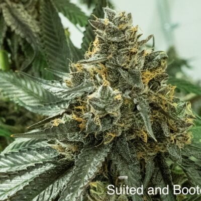 NUTHIN_BUT_GAS_SEED_CO_SUITED_AND_BOOTED_FLOWER_1_LUSCIOUS_GENETICS