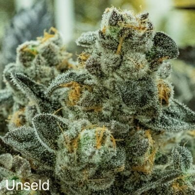 NUTHIN_BUT_GAS_SEED_CO_WES_UNSELD_FLOWER_1_LUSCIOUS_GENETICS