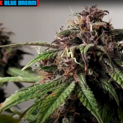 SOUTHBAY_GENETICS_ALKI_HAZE_FLOWER_1_LUSCIOUS_GENETICS