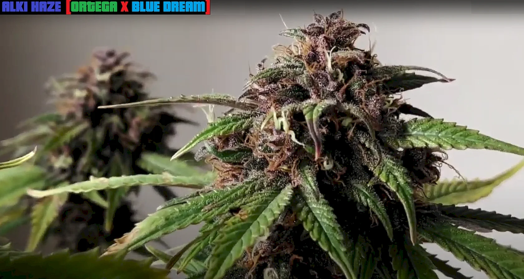 SOUTHBAY_GENETICS_ALKI_HAZE_FLOWER_1_LUSCIOUS_GENETICS