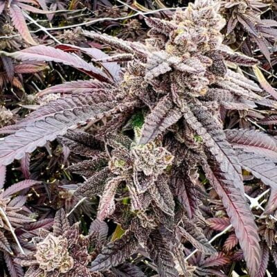 EXOTIC_GENETIX_CHERRY_BANG_BANG_FLOWER_1_LUSCIOUS_GENETICS