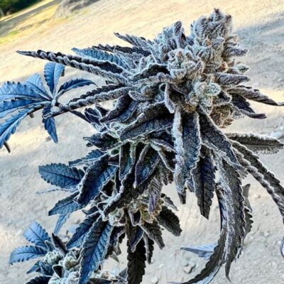 EXOTIC_GENETIX_DIPZ_FLOWER_1_LUSCIOUS_GENETICS